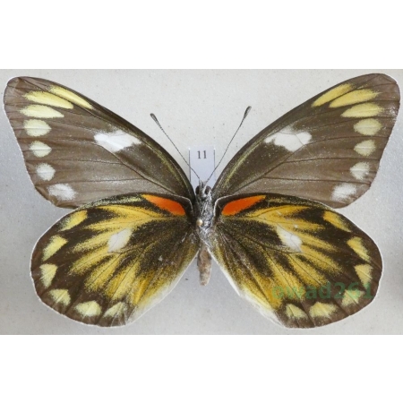 Delias zebuda Hewitson, 1862 female reverse Indonesia, Sulawesi11